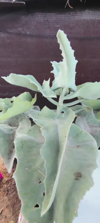 Planta Orejas de Elefante