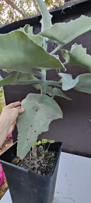 Planta Orejas de Elefante