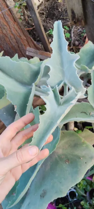 Planta Orejas de Elefante