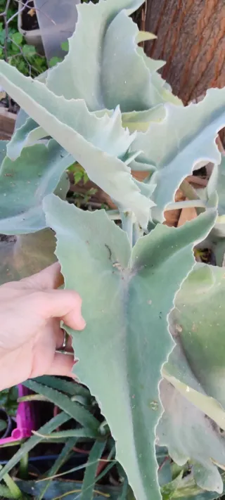 Planta Orejas de Elefante