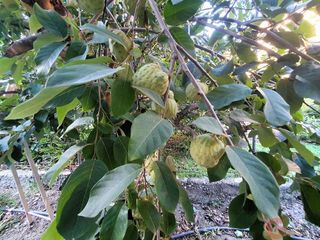 Terreno en venta en Vélez de Benaudalla