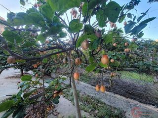 Terreno en venta en Vélez de Benaudalla