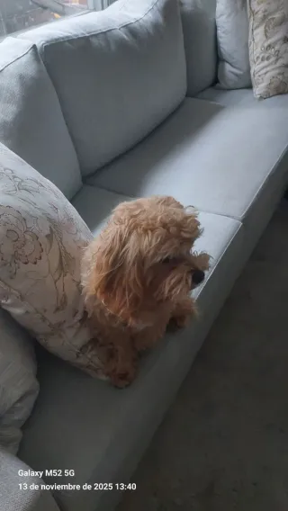 Limpieza  por  Horas