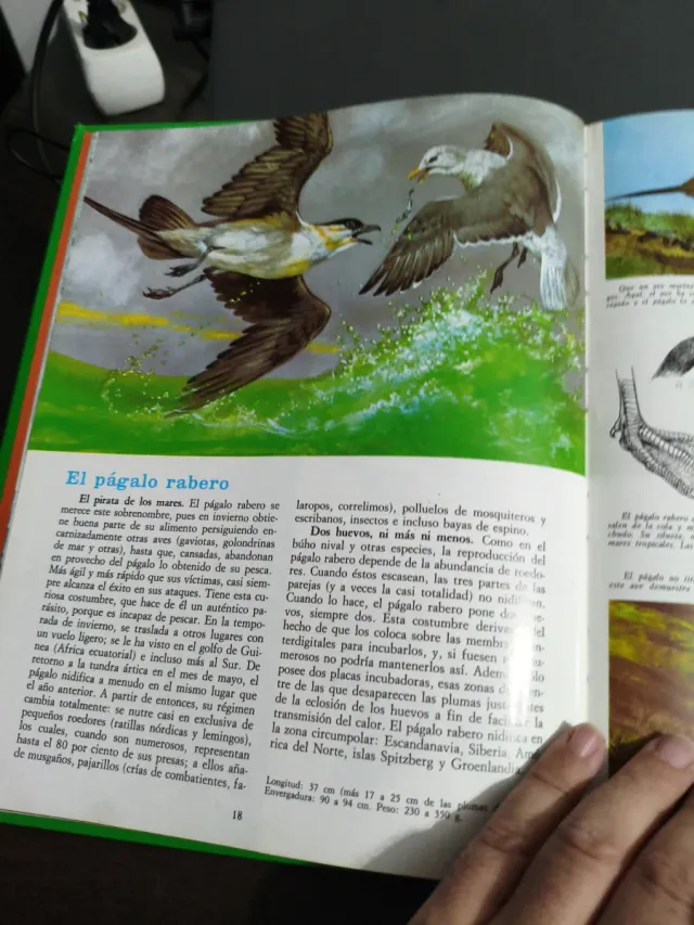 La vida secreta de los animales en el Gran Norte