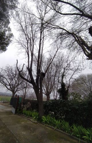 Poda de árboles en altura y jardinería profesional