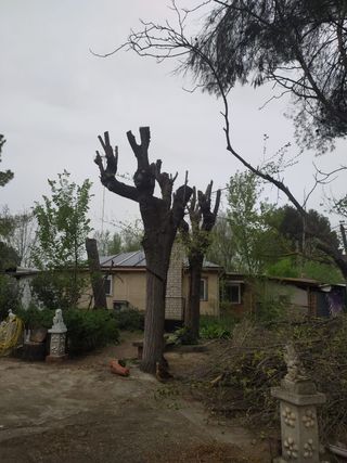 Poda de árboles en altura y jardinería profesional