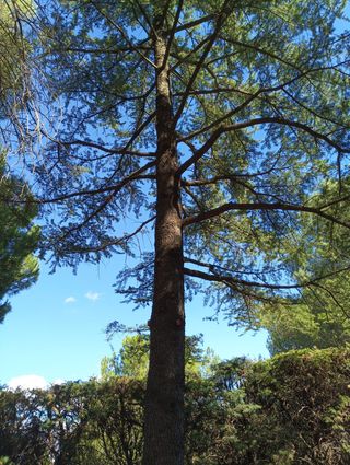 podar árboles, poda en altura y tala profesional