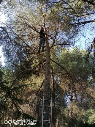 podar árboles, poda en altura y tala profesional