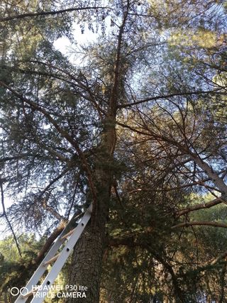 podar árboles, poda en altura y tala profesional