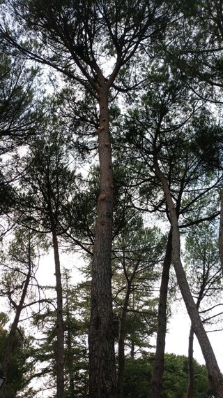 poda en altura y tala de árboles