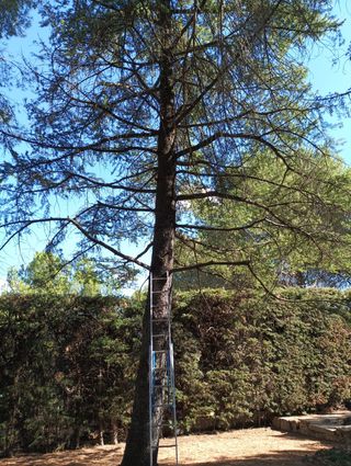 poda en altura y tala de árboles