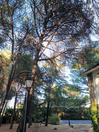 poda en altura y tala de árboles