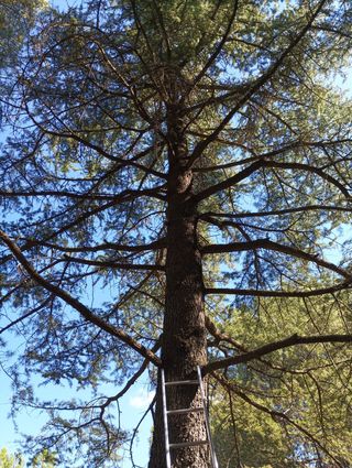 poda en altura y tala de árboles