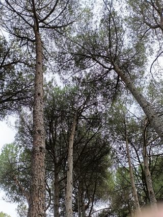 poda en altura y tala de árboles