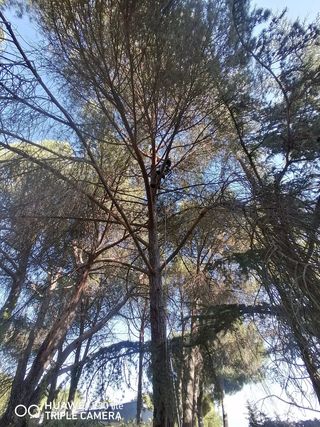 poda en altura y tala de árboles