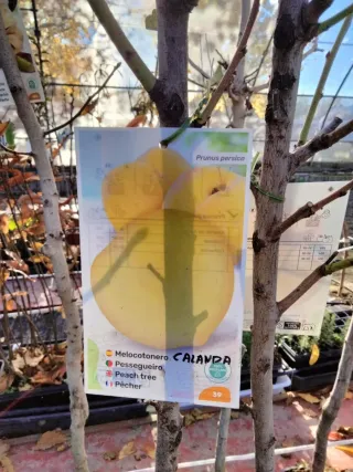 MELOCOTONEROS CALANDA. FRUTALES.