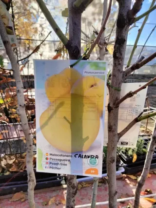 MELOCOTONEROS CALANDA. FRUTALES.