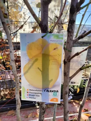 MELOCOTONEROS CALANDA. FRUTALES.