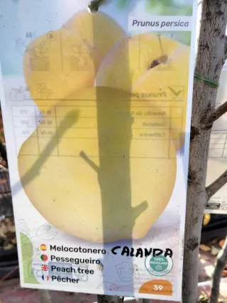 MELOCOTONEROS CALANDA. FRUTALES.