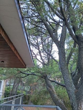 poda de árboles en altura y jardinería