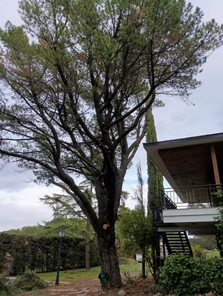 poda de árboles en altura y jardinería