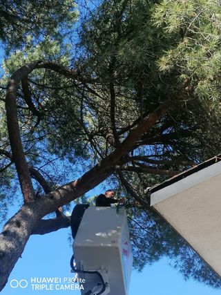 poda de árboles en altura y jardinería