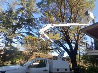 poda de árboles en altura y jardinería