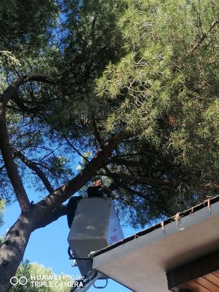 poda de árboles en altura y jardinería