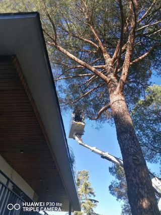 Poda profesional de árboles en altura