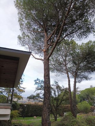 Poda profesional de árboles en altura