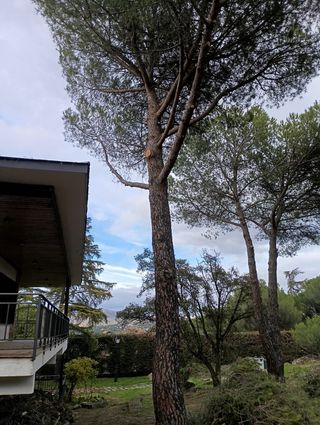 Poda profesional de árboles en altura
