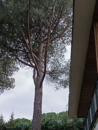 Poda profesional de árboles en altura