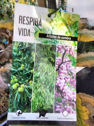 ÁRBOLES DE CASTAÑO (Castanea sativa)