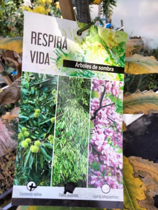 ÁRBOLES DE CASTAÑO (Castanea sativa)