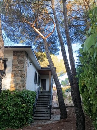 Expertos en tala de árboles y poda en altura