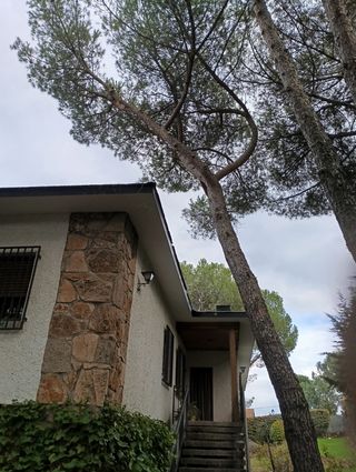 Expertos en tala de árboles y poda en altura