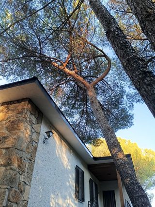 Expertos en tala de árboles y poda en altura