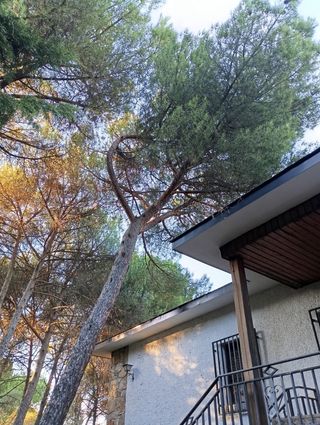 Expertos en tala de árboles y poda en altura