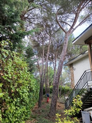 Expertos en tala de árboles y poda en altura