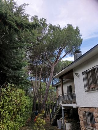 Expertos en tala de árboles y poda en altura