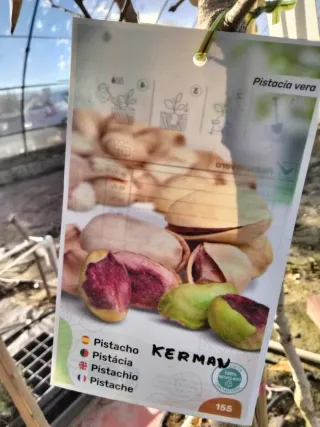 ÁRBOLES DE PISTACHO VARIEDAD KERMAN