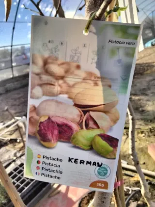 ÁRBOLES DE PISTACHO VARIEDAD KERMAN