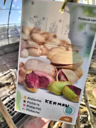 ÁRBOLES DE PISTACHO VARIEDAD KERMAN
