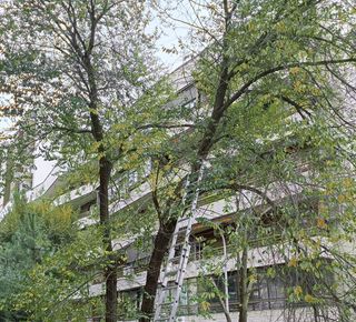 poda, tala, mantenimiento de jardines