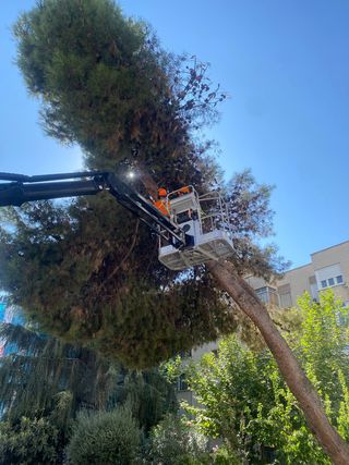 podar pino, olmo, platanero etc