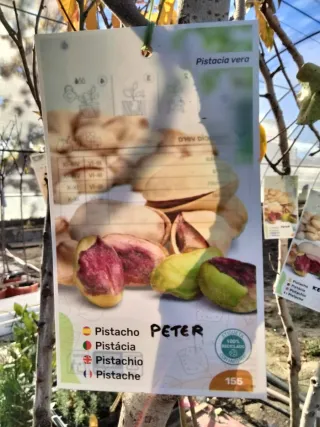 ÁRBOLES DE PISTACHO VARIEDAD PETER