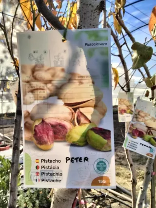 ÁRBOLES DE PISTACHO VARIEDAD PETER