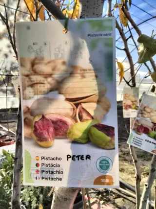 ÁRBOLES DE PISTACHO VARIEDAD PETER