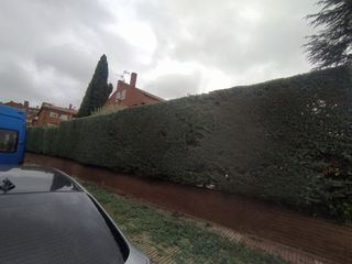 jardinería, poda de árboles y setos