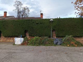 jardinería, poda de árboles y setos